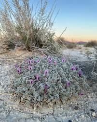 Attēlu rezultāti vaicājumam “Astragalus arenarius flower”