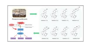 Attēlu rezultāti vaicājumam “Perenniporia medulla-panis”