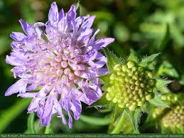 Image result for Knautia arvensis