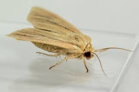 Attēlu rezultāti vaicājumam “Mythimna impura”