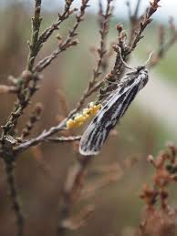 Attēlu rezultāti vaicājumam “Coscinia cribraria imago”