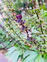 Attēlu rezultāti vaicājumam “Ocimum basilicum flower”