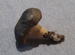 Attēlu rezultāti vaicājumam “Pistillaria sp.”