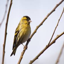 Attēlu rezultāti vaicājumam “Carduelis spinus male”