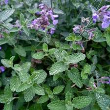 Attēlu rezultāti vaicājumam “Nepeta x faassenii leaf”