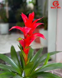 Картинки по запросу гусмания