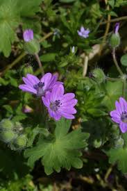 Attēlu rezultāti vaicājumam “Geranium molle flower”