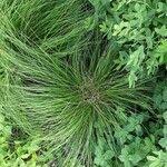 Attēlu rezultāti vaicājumam “Trichophorum cespitosum fruit”