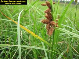 Attēlu rezultāti vaicājumam “Bolboschoenus maritimus flower”