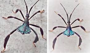 Attēlu rezultāti vaicājumam “Aphrophoridae imago”