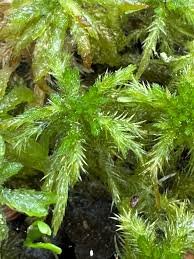 Attēlu rezultāti vaicājumam “Sphagnum subsecundum”