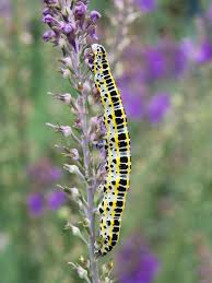 Attēlu rezultāti vaicājumam “Calophasia lunula larva”