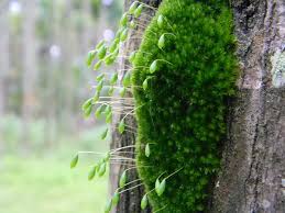 Attēlu rezultāti vaicājumam “Bryum pseudotriquetrum”