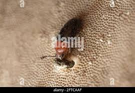 Attēlu rezultāti vaicājumam “Triplax russica”