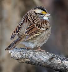 Image result for Zonotrichia albicollis