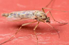 Attēlu rezultāti vaicājumam “Chironomidae”