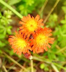 Attēlu rezultāti vaicājumam “Pilosella aurantiaca flower”