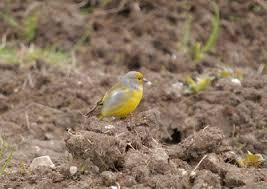 Image result for Carduelis citrinella