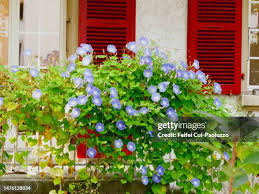 Image result for Convolvulus tricolor