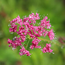 Image result for Pimpinella major