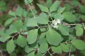 Attēlu rezultāti vaicājumam “Lonicera xylosteum flower”