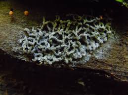 Attēlu rezultāti vaicājumam “Willkommlangea reticulata young”