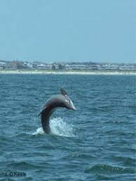 Image result for Tursiops truncatus