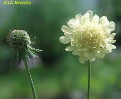 Image result for Scabiosa ochroleuca