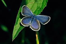 Attēlu rezultāti vaicājumam “Plebejus argus male”