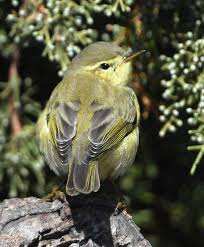 Attēlu rezultāti vaicājumam “Phylloscopus collybita”