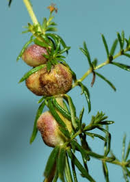 Attēlu rezultāti vaicājumam “Geocrypta galii”