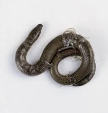 Attēlu rezultāti vaicājumam “Anguis fragilis”