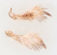 Attēlu rezultāti vaicājumam “Ancylis apicella”