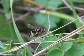 Attēlu rezultāti vaicājumam “Dasysyrphus tricinctus”