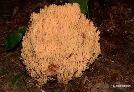 Attēlu rezultāti vaicājumam “Lentaria sp.”