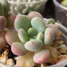 Image result for Mehikasvi