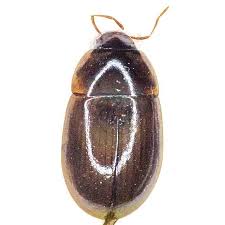 Attēlu rezultāti vaicājumam “Hydrophilidae”