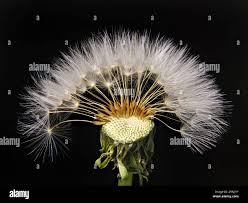 Attēlu rezultāti vaicājumam “Taraxacum officinale aggr. fruit”