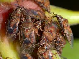 Attēlu rezultāti vaicājumam “Kleidocerys resedae”