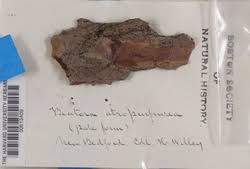 Attēlu rezultāti vaicājumam “Biatora sphaeroides”