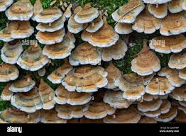 Attēlu rezultāti vaicājumam “Plicaturopsis crispa”