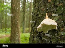 Attēlu rezultāti vaicājumam “Postia stiptica”