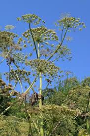 Attēlu rezultāti vaicājumam “Heracleum sosnowskyi leaf”