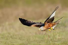 Image result for Kite Club of Scotland