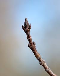 Attēlu rezultāti vaicājumam “Acer saccharinum bud”