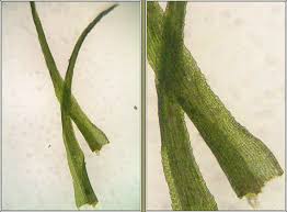 Attēlu rezultāti vaicājumam “Dicranella heteromalla”