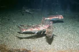Image result for Dactylopterus volitans