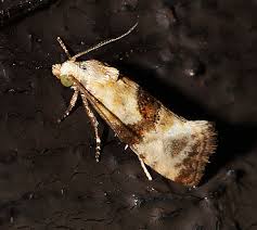 Attēlu rezultāti vaicājumam “Eupoecilia angustana”