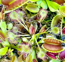 Attēlu rezultāti vaicājumam “Drosera rotundifolia”