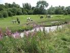 A Decade of Horses. Chilling out next to the Fordbrook brook. - via Daymix